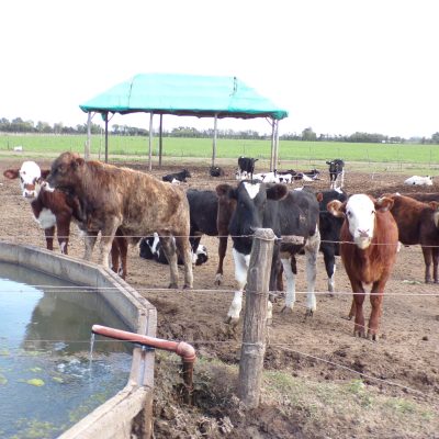 Vacas
