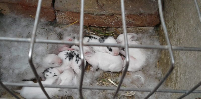 6.CriaderoDeConejos